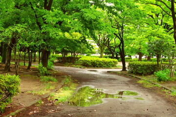 Fototapeta na wymiar 初夏の新緑の朝の公園風景
