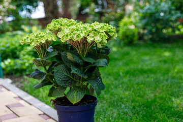 Magical Amethyst hydrangea in pot in an outdoor home garden.