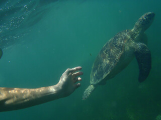 Catching wild turtle Great Barrier Reef in Australia during diving
