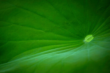 green lotus leaf