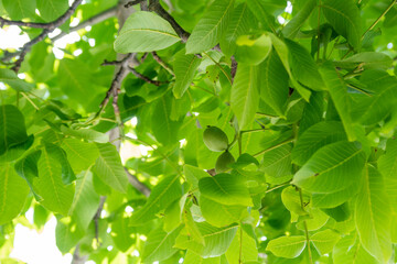 View from below: 2 (two) green raw walnut hanging on a tree branch. Day light and green natural background with copy space