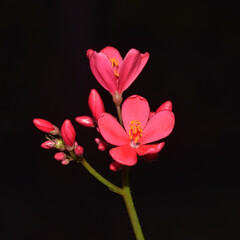 Fototapeta premium red flower with black background