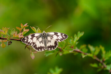 Naklejka premium Papillon demi-deuil