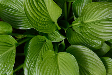 large green Hosta leaves