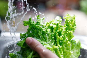 Man's hands washing lettuce leaves. Water flowing on lettuce - obrazy, fototapety, plakaty
