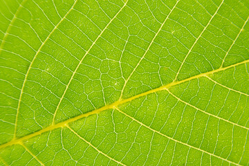 Macro and close up of a green walnut tree leaf. Detail view of natural green background with copy space.