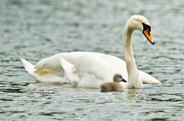 Obraz premium Swans take care of their one just squabbled cute little fledgling. They are swimming in the water and looking for some plants to eat.