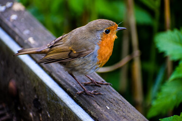 Robin Red Breast on a Bridge