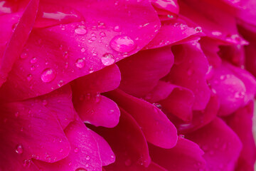 Close-up of pink peony petals covered with raindrops