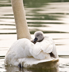 A cute and awesome little grey swan fledgling is sitting on the back of it`s father and has a rest...