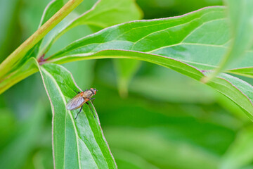 A winged insect is sitting on a flower stalk in a greenhouse