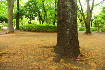 ヒマラヤ杉の枯れ葉散る初夏の公園風景
