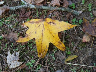 Wide shot of a yellow dried leaf fallen on the ground in autumn