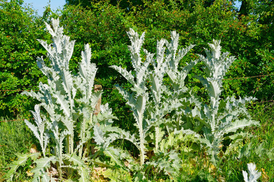 Close up of a group of large Cotton Thistle plants