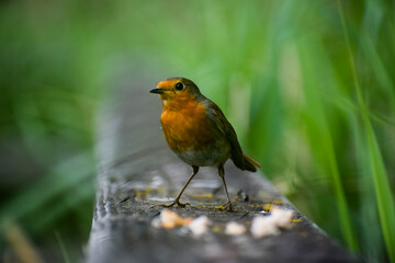 Robin Red Breast on a Bridge