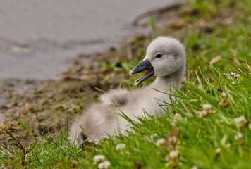 A very small and fluffy little swan, just squabbled, newborn, rests and gaggles at the banks of a lake.  Very cute and awesome.