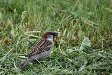 A small bird pecks grain in the mown grass
