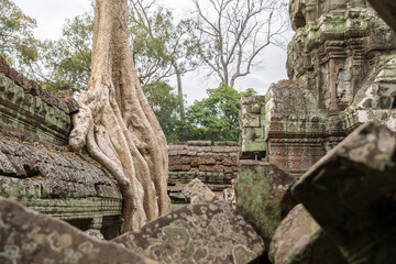 Fototapeta premium Ruins Ta Prohm temple and Banyan Tree Roots, Angkor Wat complex, Siem Reap, Cambodia.