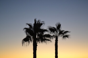 palm trees at sunset