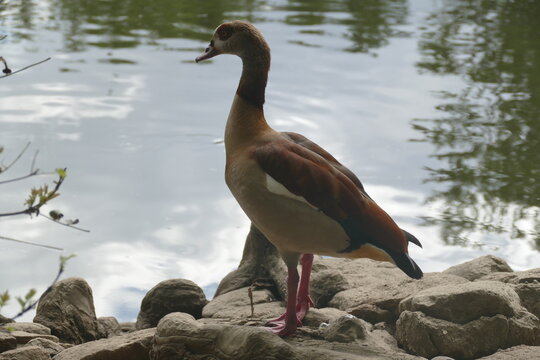 Alopochen aegyptiaca : Ouette d'&Eacute;gypte