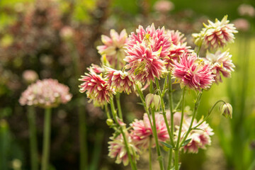 Obraz premium columbine flowers in the garden