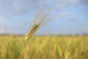wheat field in the summer