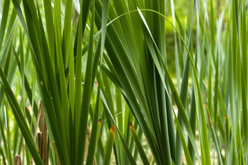 grass green long close-up illuminated by bright sunlight background eco pattern