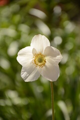 white flower in the garden