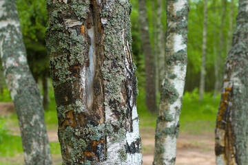 birch forest in sunlight in the morning