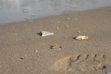 The shell lies on the sand