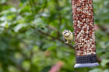 young blue tit ready to fly off a garden bird feeder