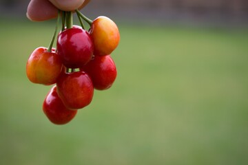Fresh cherries isolated on a green background. hand holding fresh cherries. Bunch of cherries.