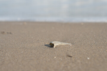 The shell lies on the sand