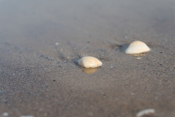 Fototapeta na wymiar The shell lies on the sand