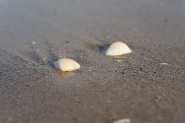 The shell lies on the sand