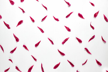 petals of pink flowers rose or peony of different sizes are laid out in a pattern on a white background 