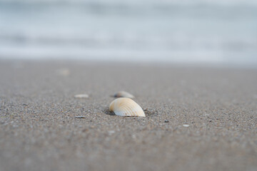The shell lies on the sand