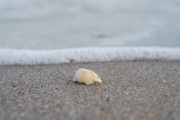 The shell lies on the sand
