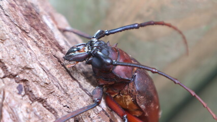 Giant Fijian longhorn beetle from island Koh Phangan, Thailand. Close up, macro. Giant Fijian long-horned beetle, Xixuthrus heros is one of largest living insect species.Large tropical beetle species