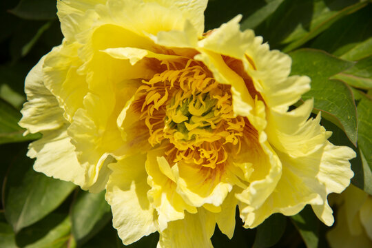 Yellow Peony Flower In The Garden