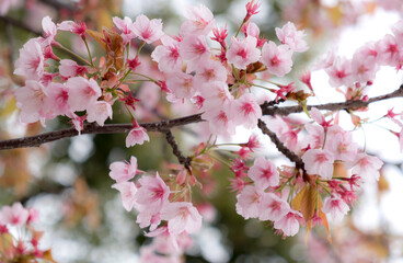 Soft pink cherry blossoms at public park in Osaka.