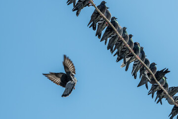Tauben auf Drahtseil
