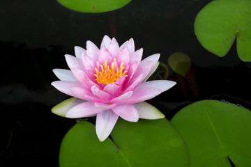 Pink lotus and leaves floating in the pond.