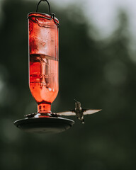 Thirsty Hummingbird