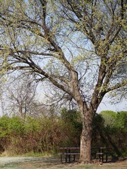 Big tree with the first leaves of spring,with a table and benches under it