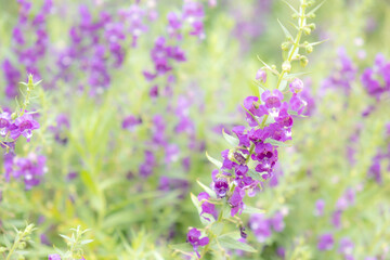 mini purple  flower in botanic garden with nature background.