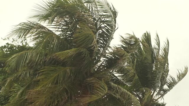 Coconut tree leaves swaying blown by wind background