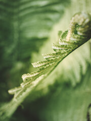 macro photo of green fern