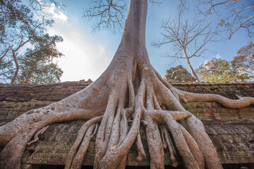 Ruins Ta Prohm temple and Banyan Tree Roots, Angkor Wat complex, Siem Reap, Cambodia.