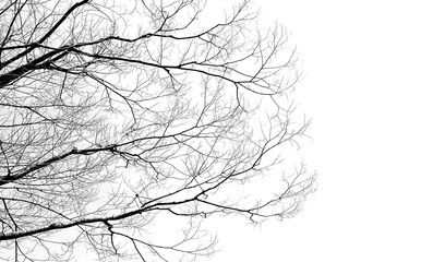 Dry tree in winter with high contrast effect for graphic design.